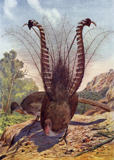 De Lier Vogel door E.H. Fitchew